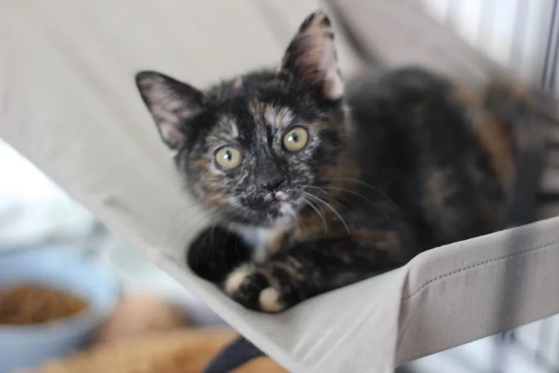 A baby small-sized female Domestic Short Hair cat named Gracie for adoption in Rockford, IL