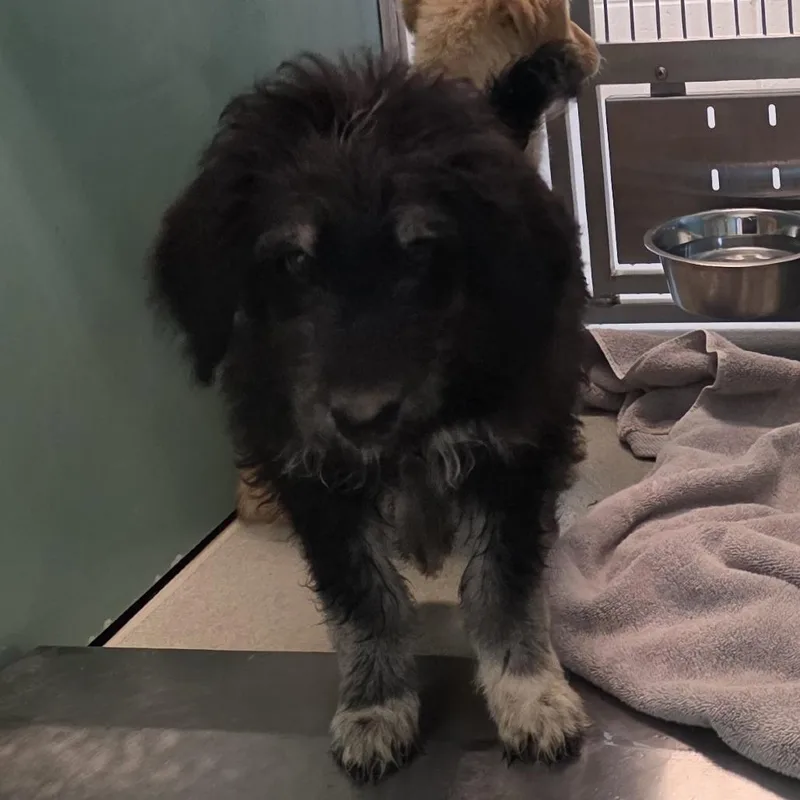 A baby medium-sized male Black Golden Retriever dog named Finn for adoption in Norman, OK