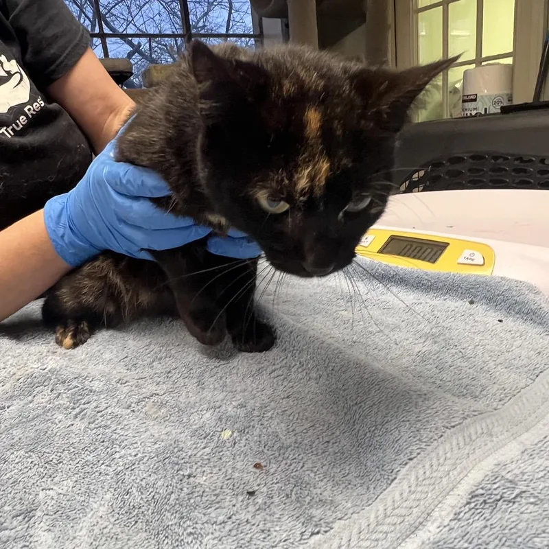 An adult medium-sized female Black Domestic Short Hair cat named Della for adoption in Mount Juliet, TN