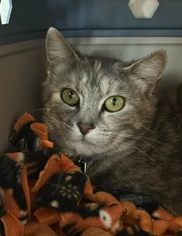 An adult medium-sized female Domestic Short Hair cat named Indigo for adoption in Sultan, WA