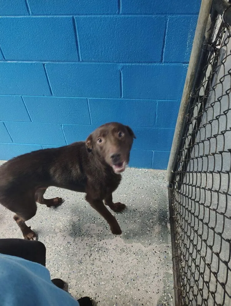 A baby small-sized male Tricolor (Brown, Black, & White) Labrador Retriever dog named Boomer for adoption in Muskegon, MI