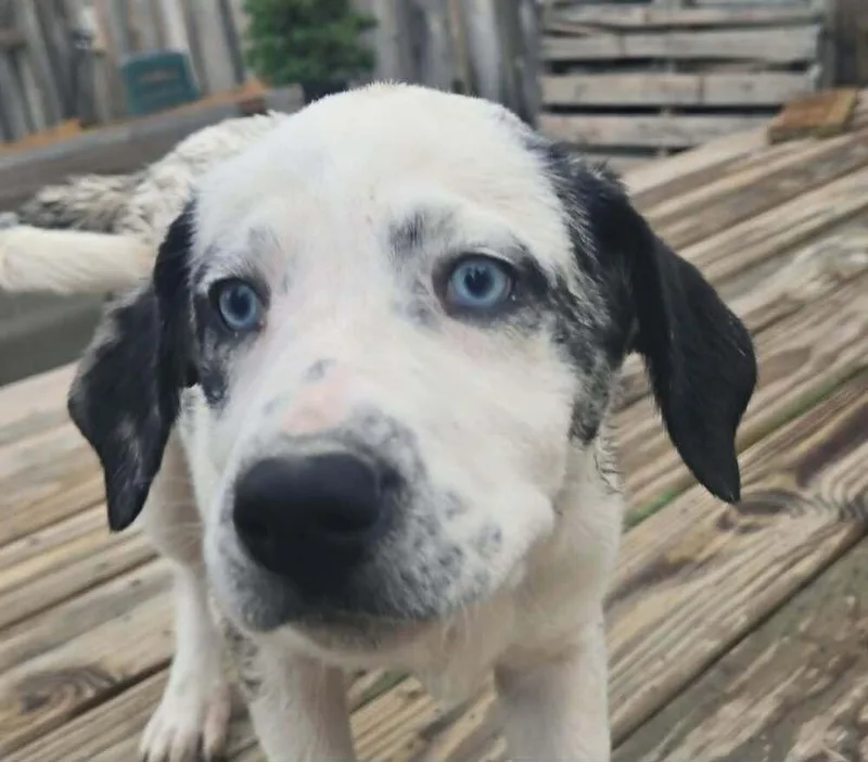 A baby small-sized female Tricolor (Brown, Black, & White) Australian Shepherd dog named Sasha for adoption in Ontario, CA