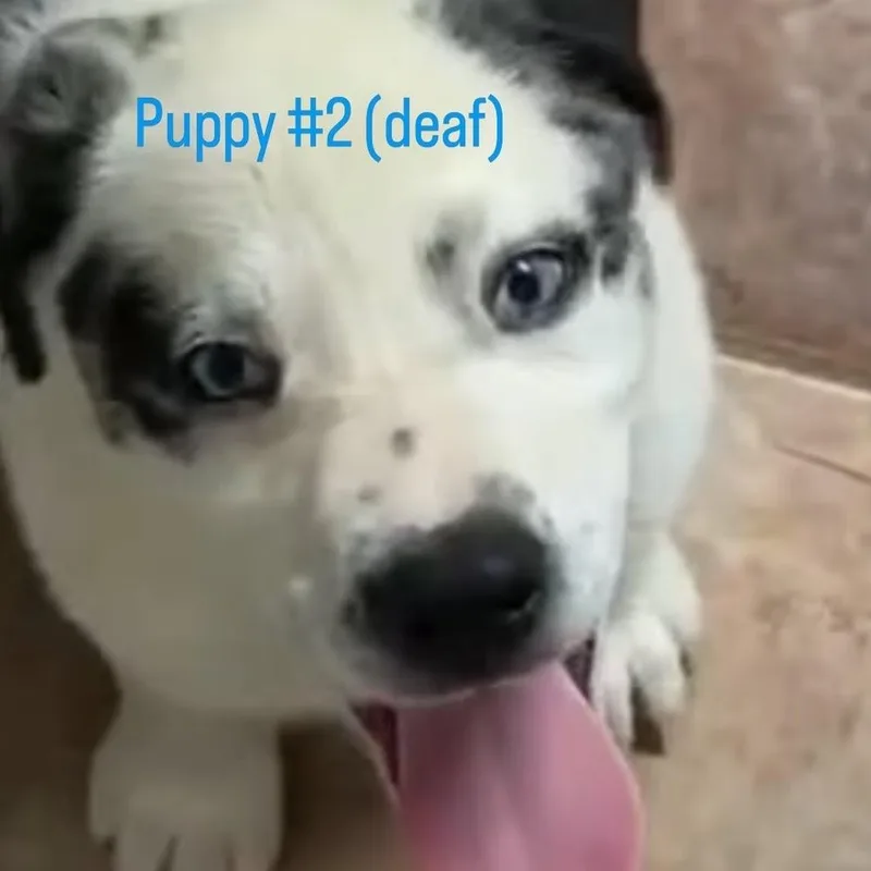 Sasha thumbnail 4