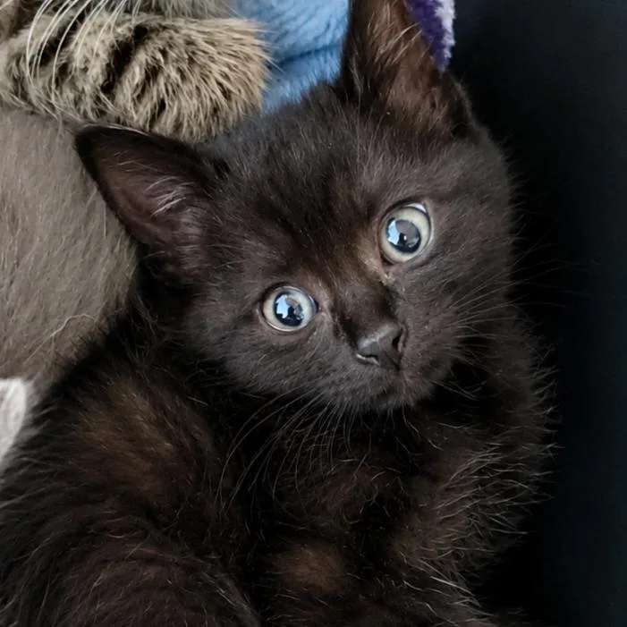 A baby small-sized female Black Domestic Short Hair cat named Sabrina for adoption in Keizer, OR