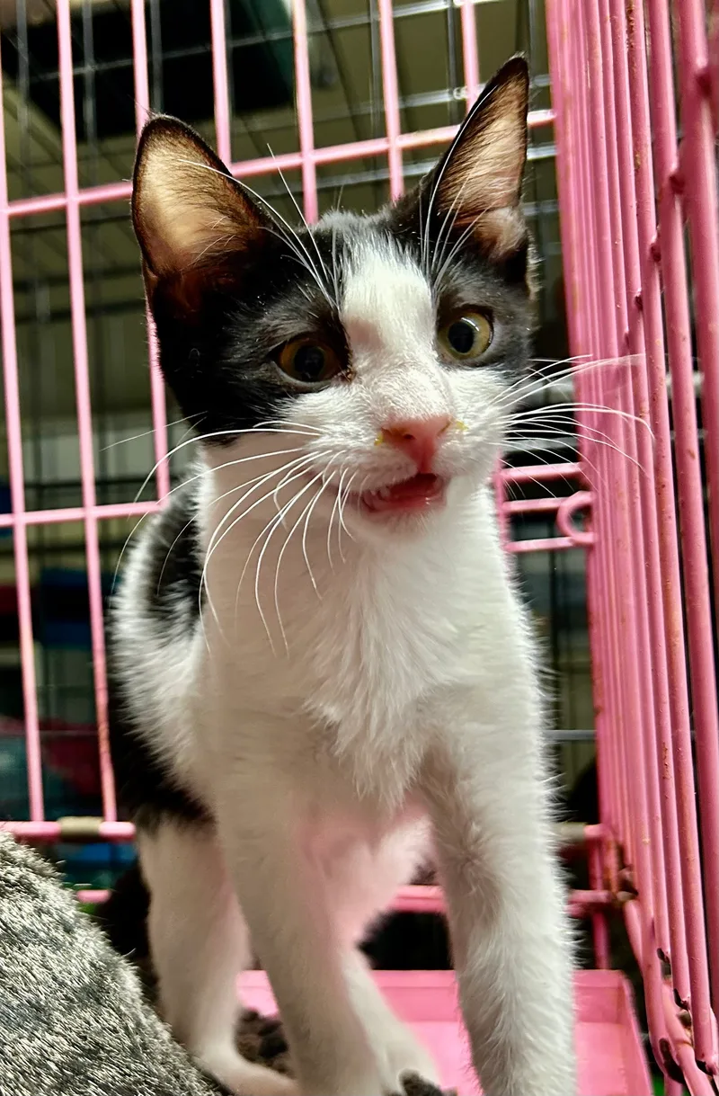 Calliope thumbnail 2