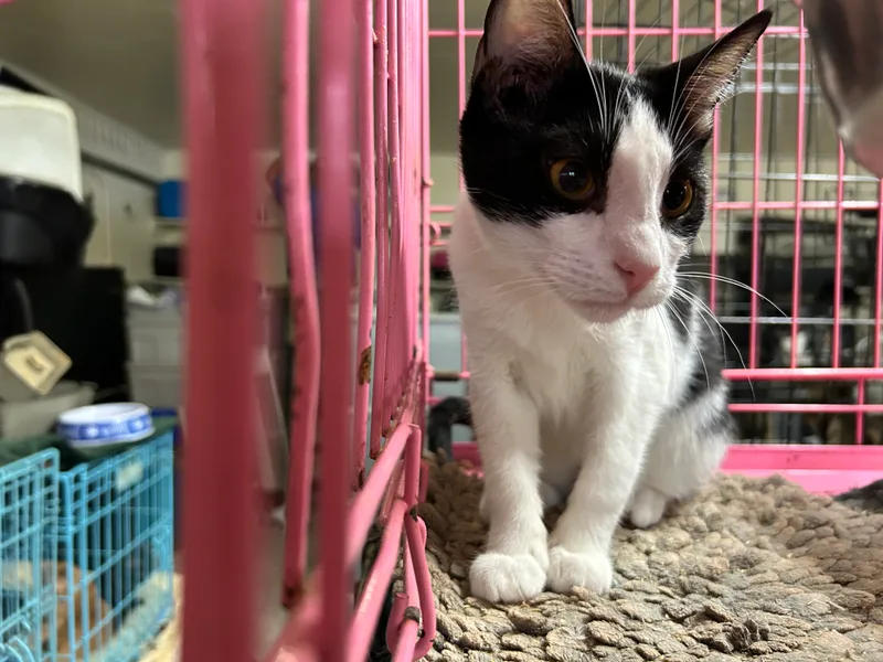 Calliope thumbnail 4