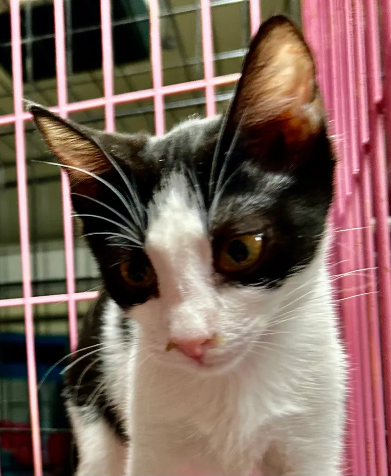 Calliope thumbnail 5