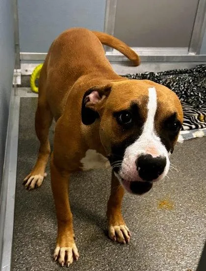 An adult large-sized female Mixed Breed dog named Lehabah for adoption in Munster, IN