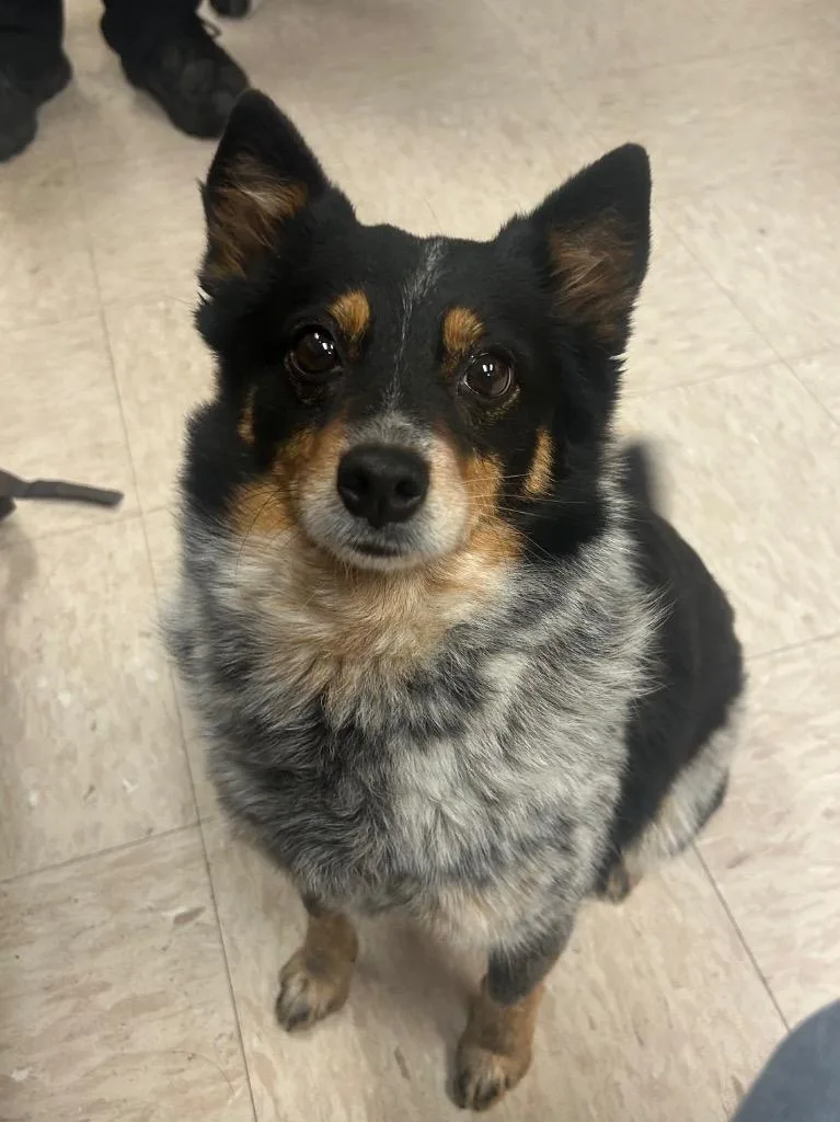 An adult medium-sized female Australian Cattle Dog / Blue Heeler dog named Luna for adoption in Benton, AR