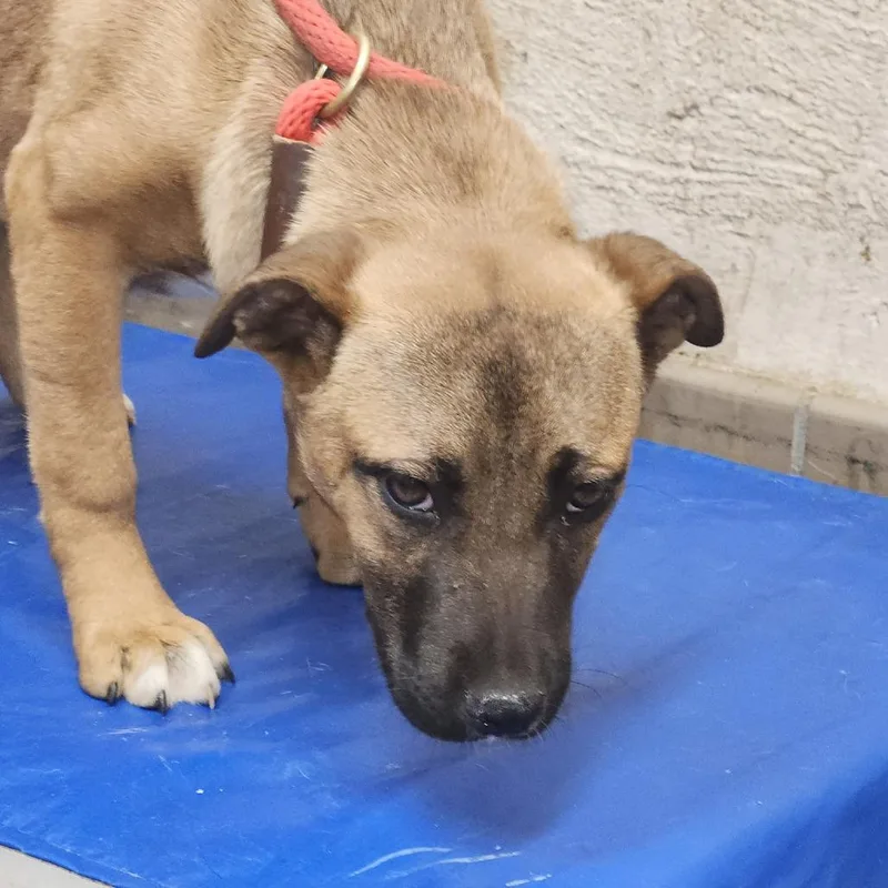A baby small-sized female Brown / Chocolate Shepherd dog named Palmer for adoption in Birmingham, AL