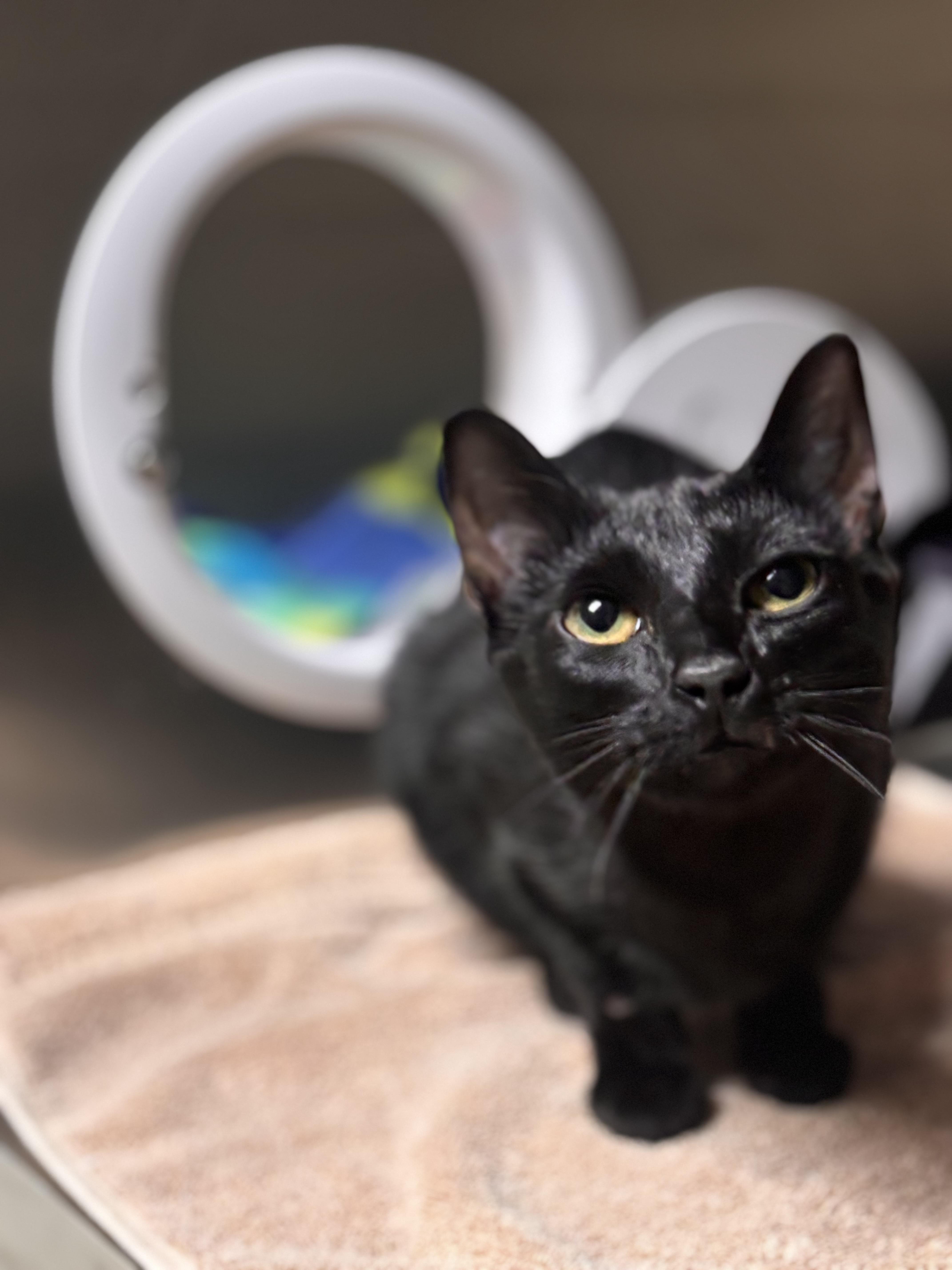 A baby medium-sized female Black Domestic Short Hair cat named Pixie for adoption in Collierville, TN