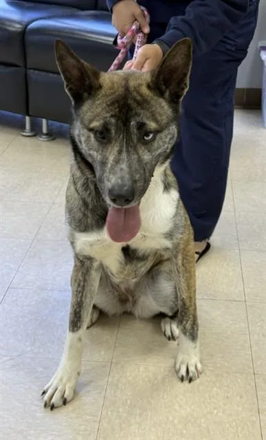 A young medium-sized female German Shepherd Dog dog named Willow for adoption in Killeen, TX