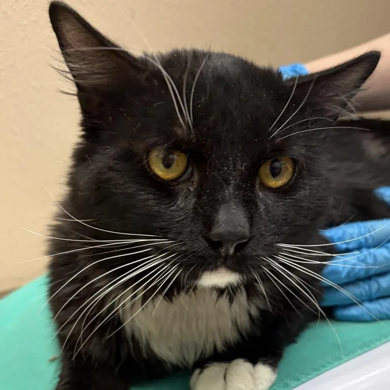 An adult large-sized male Black Domestic Long Hair cat named Max for adoption in Tacoma, WA