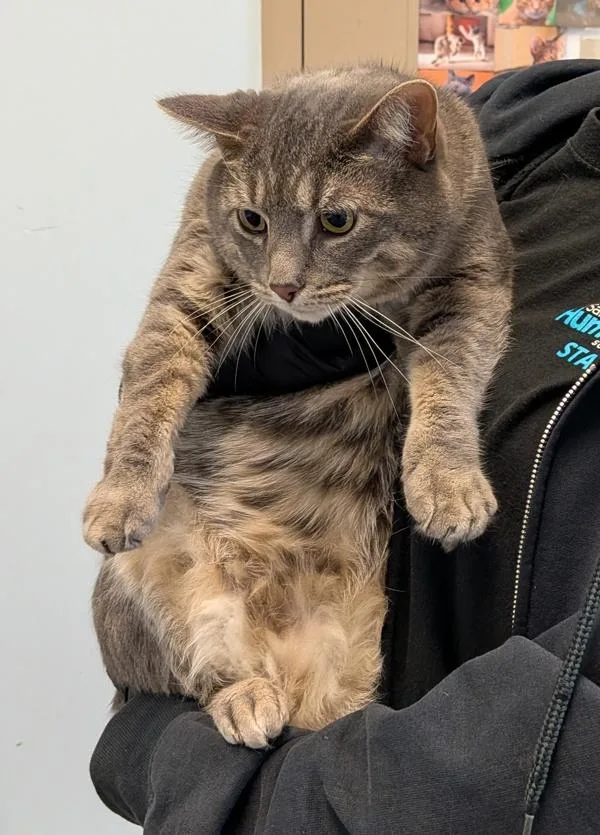 An adult large-sized male Domestic Short Hair cat named Fritz for adoption in Escondido, CA