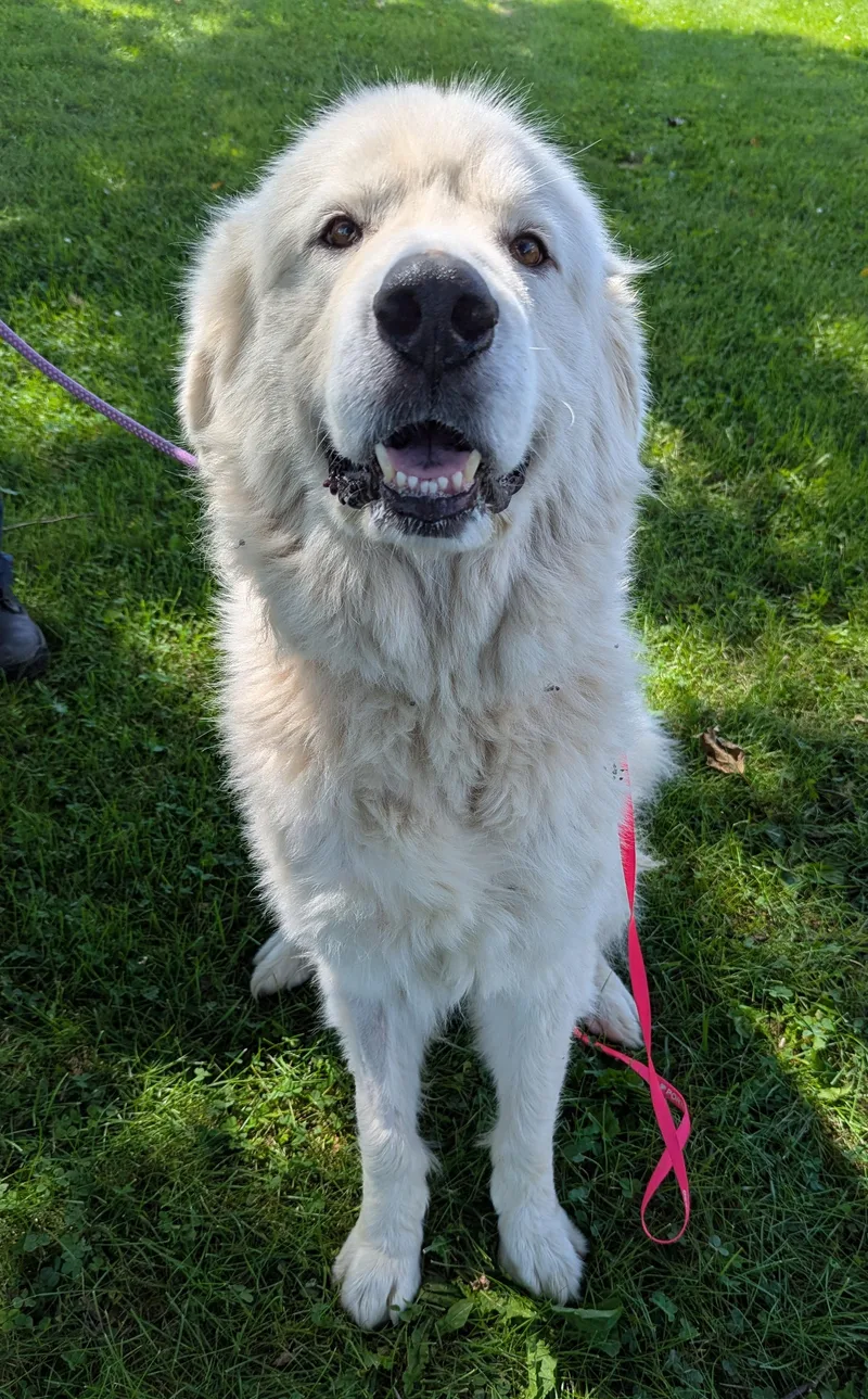 An adult large-sized male White / Cream Great Pyrenees dog named Mushu for adoption in Valparaiso, IN