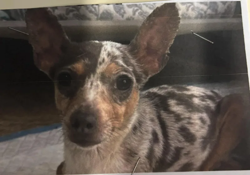 A young small-sized female Merle (Red) Chihuahua dog named Candy for adoption in Ozone Park, NY