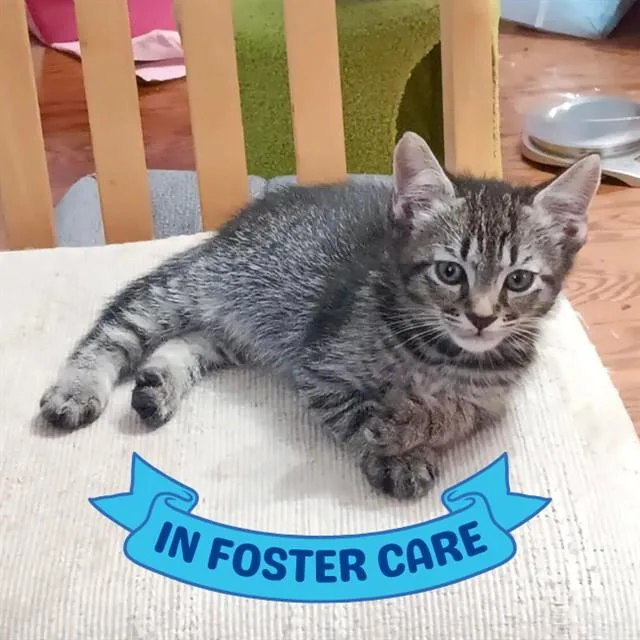 A baby small-sized male Domestic Short Hair cat named Tony Pawk for adoption in Tallahassee, FL