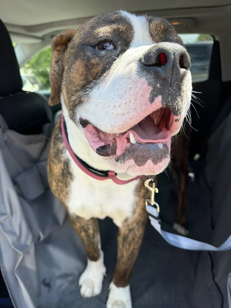 Bruiser