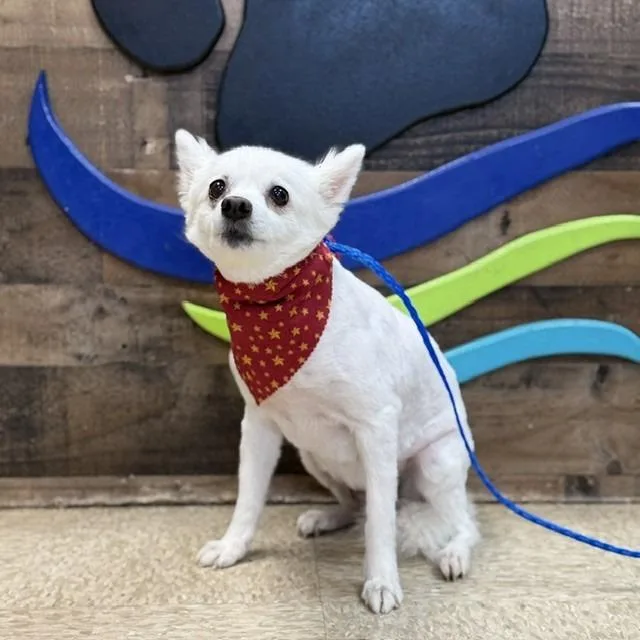 A senior medium-sized female White / Cream American Eskimo Dog dog named Sorbet for adoption in Bullhead City, AZ