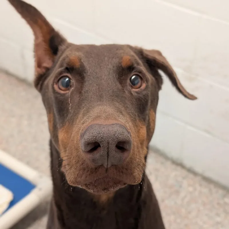 An adult large-sized male Red / Chestnut / Orange Doberman Pinscher dog named Enzo for adoption in Sandown, NH