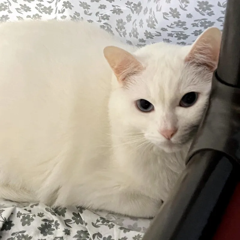 Bella