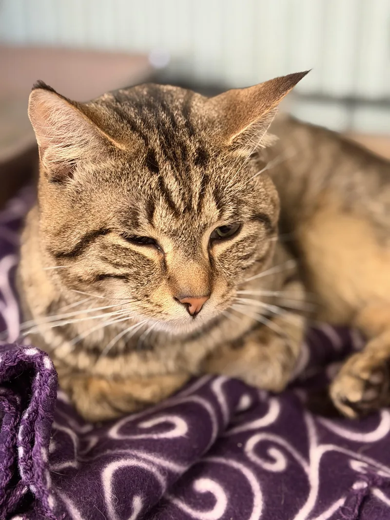 A young medium-sized male Domestic Short Hair cat named Sushi for adoption in Warren, OH