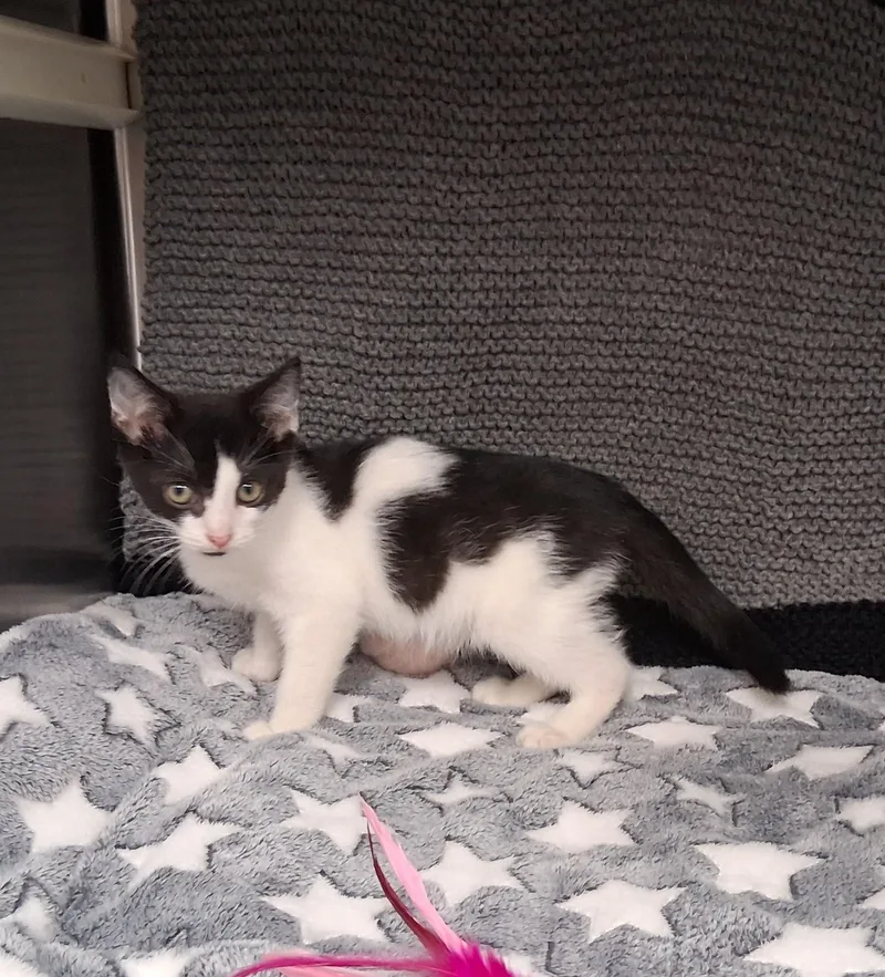 A young small-sized male Black & White / Tuxedo Domestic Short Hair cat named Puddle Jumper for adoption in Shepherdsville, KY