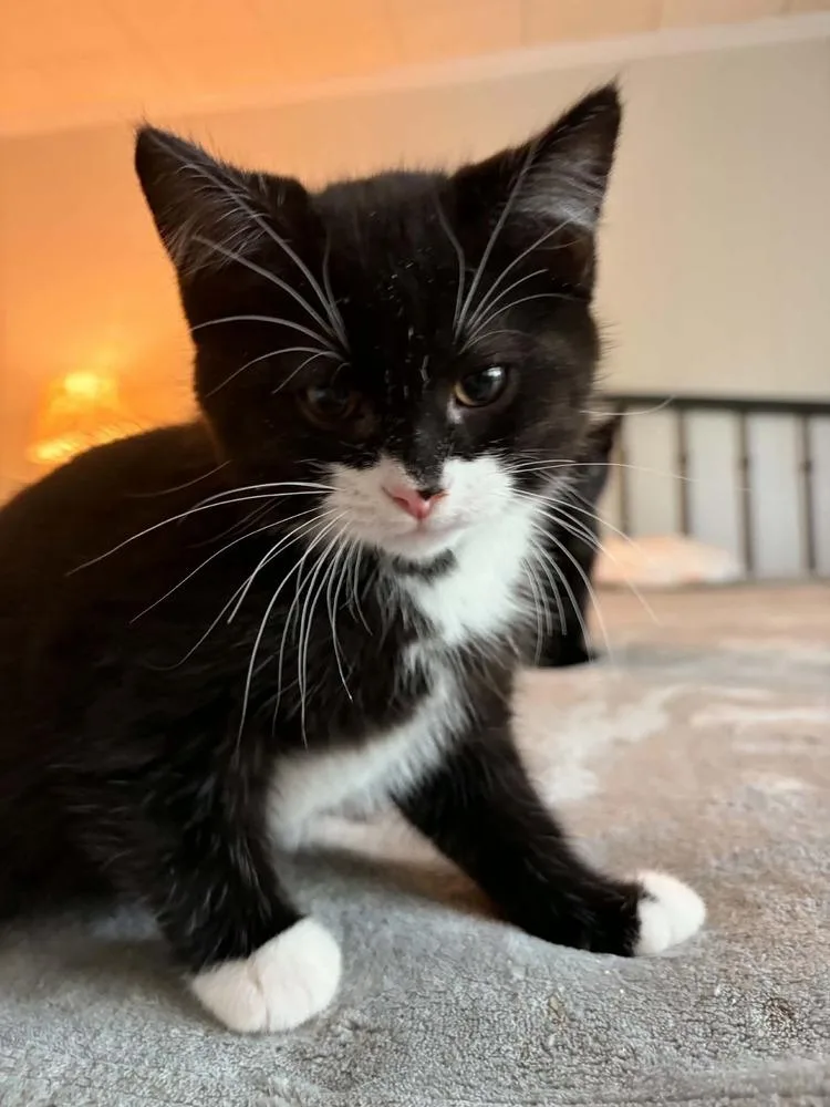 A baby small-sized male Black & White / Tuxedo Domestic Short Hair cat named Peter Porker for adoption in Salisbury, NC