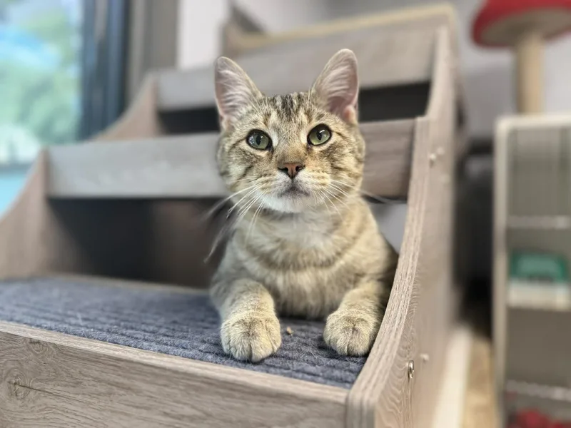 An adult medium-sized male Tabby (Brown / Chocolate) Domestic Short Hair cat named Dempsey for adoption in Leitchfield, KY
