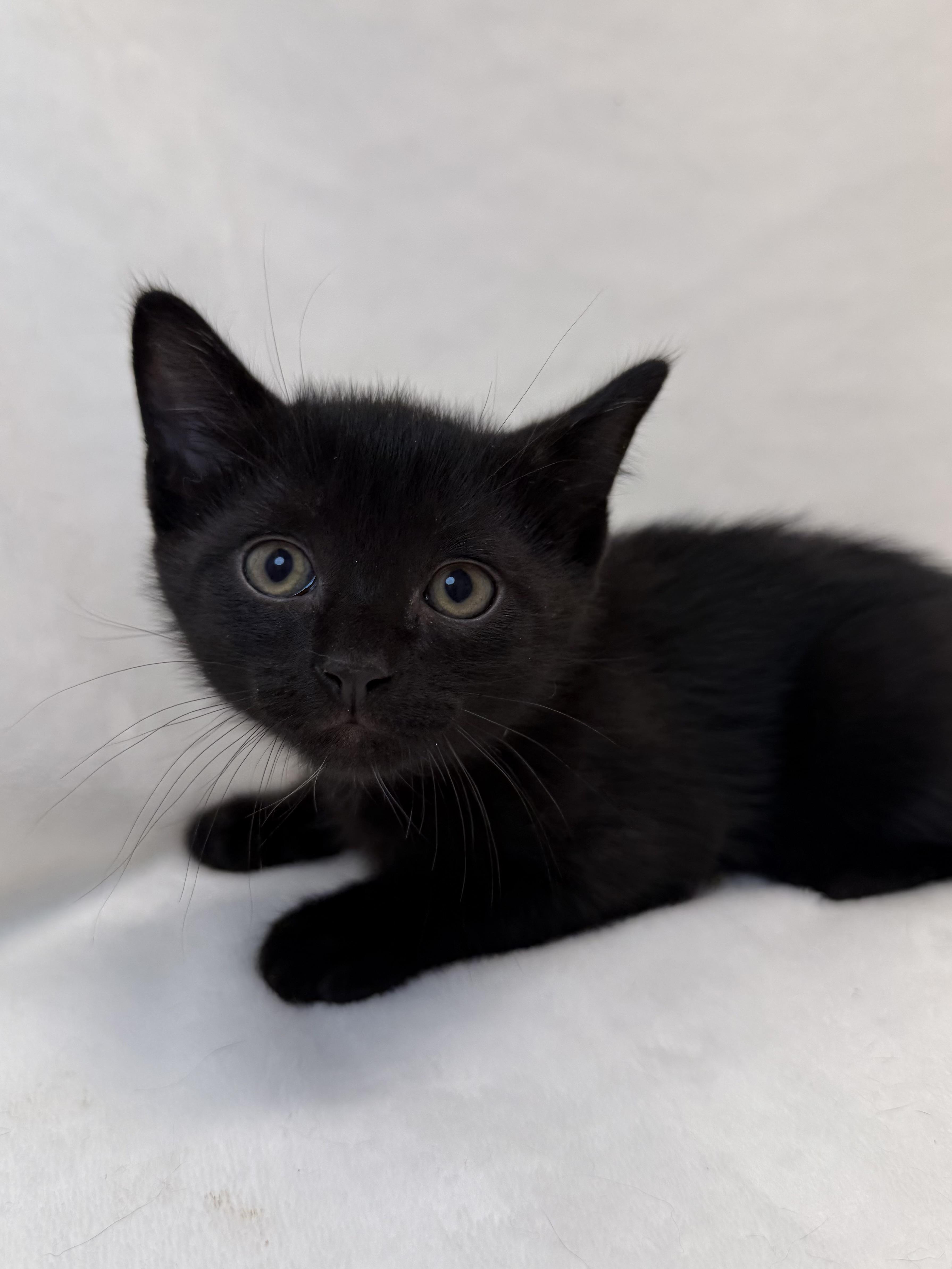 A baby medium-sized male Black Domestic Short Hair cat named Declan for adoption in Greensboro, NC