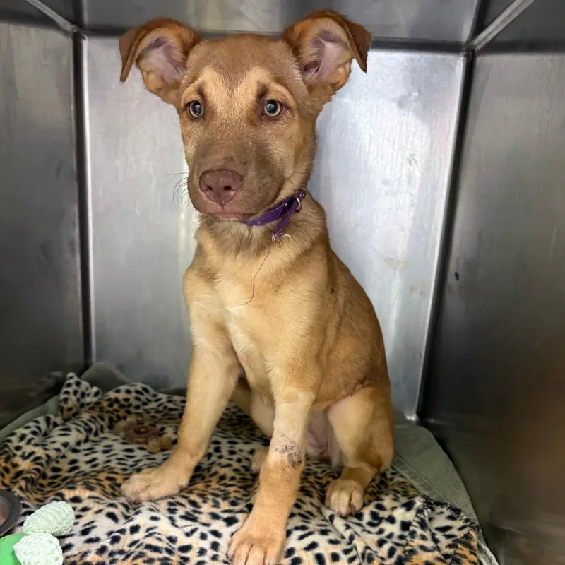 A baby medium-sized female Brown / Chocolate Mixed Breed dog named Franny for adoption in Austin, TX