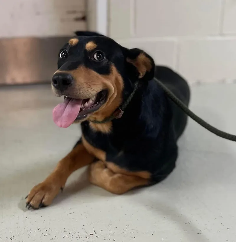 An adult medium-sized female Australian Kelpie dog named Bailey for adoption in Greensboro, GA