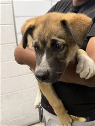 A baby medium-sized male Mixed Breed dog named Orlando for adoption in Los Angeles, CA