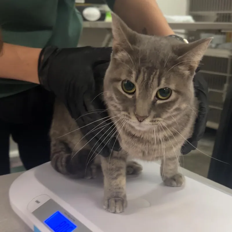 An adult medium-sized female Gray / Blue / Silver Domestic Short Hair cat named Pebbles for adoption in Manhattan, KS