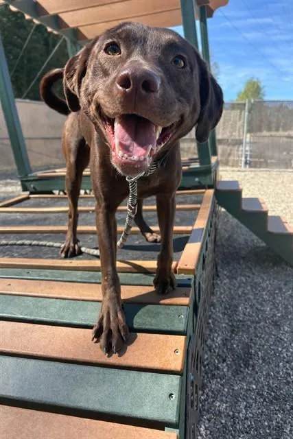 A young medium-sized female Doberman Pinscher dog named Peaches for adoption in Lincolnton, NC