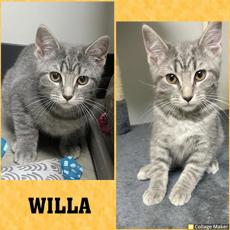 A young medium-sized female Domestic Short Hair cat named Willa for adoption in Clearfield, PA