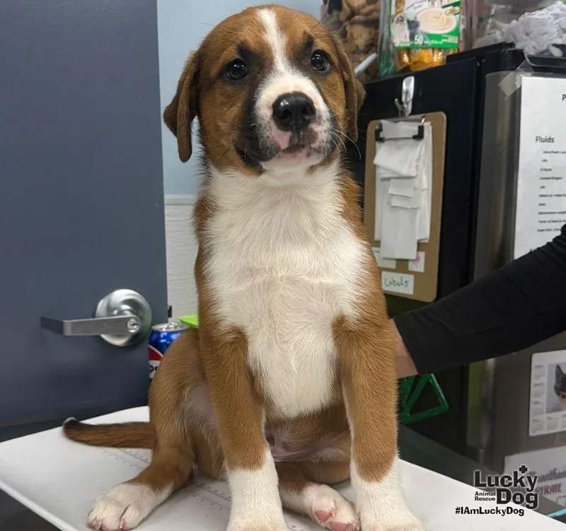 A baby large-sized male Shepherd dog named Myers for adoption in Washington, DC