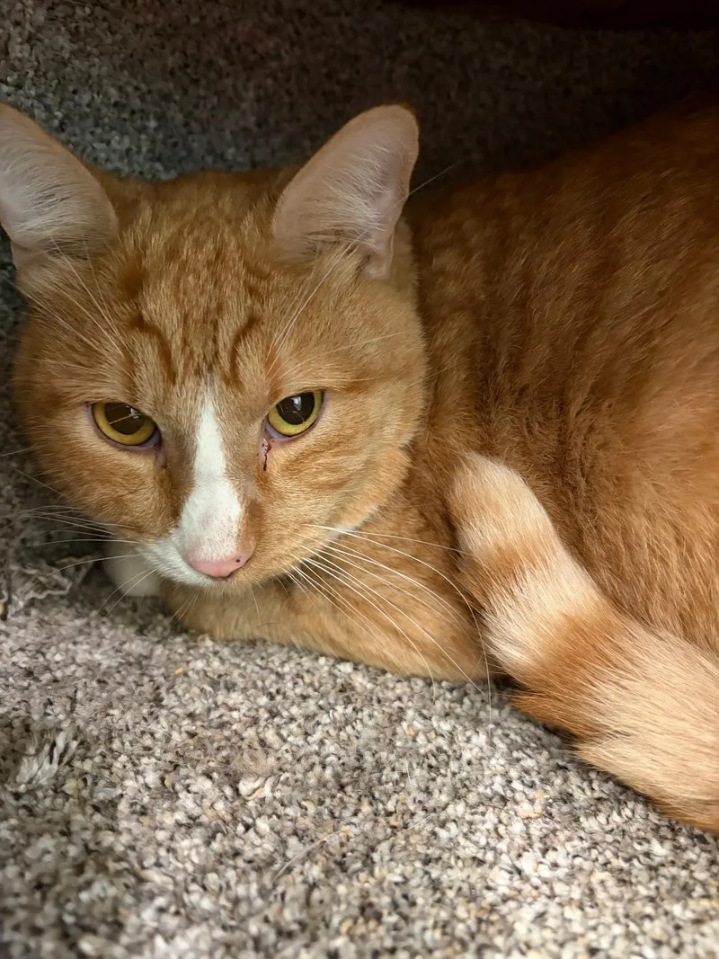 An adult large-sized male Orange & White Domestic Short Hair cat named Zippity for adoption in Henrietta, TX