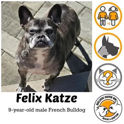 Felix Katze thumbnail 2