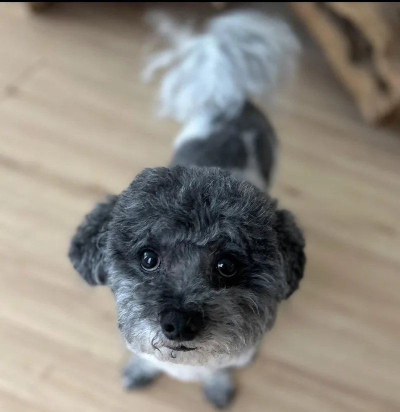 A senior small-sized male Bichon Frise dog named Little Buddy Bonded With for adoption in Sanford, FL