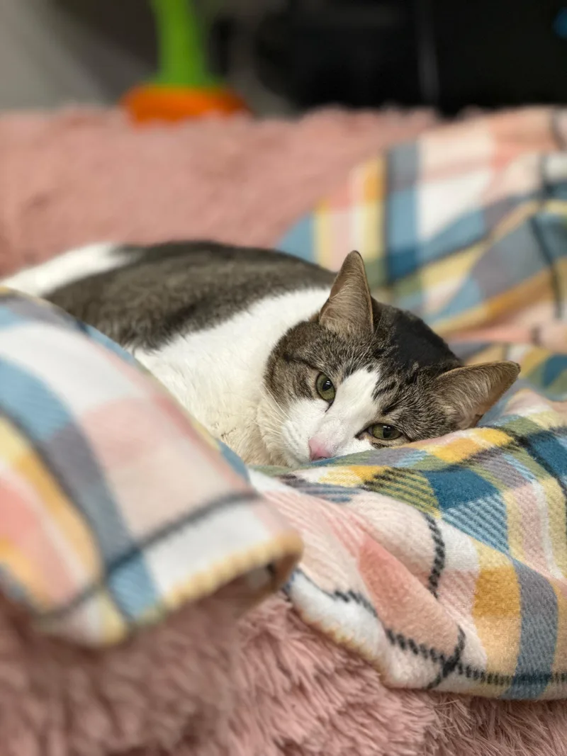 A young large-sized female Domestic Short Hair cat named Missy Elliot for adoption in Brewster, NY