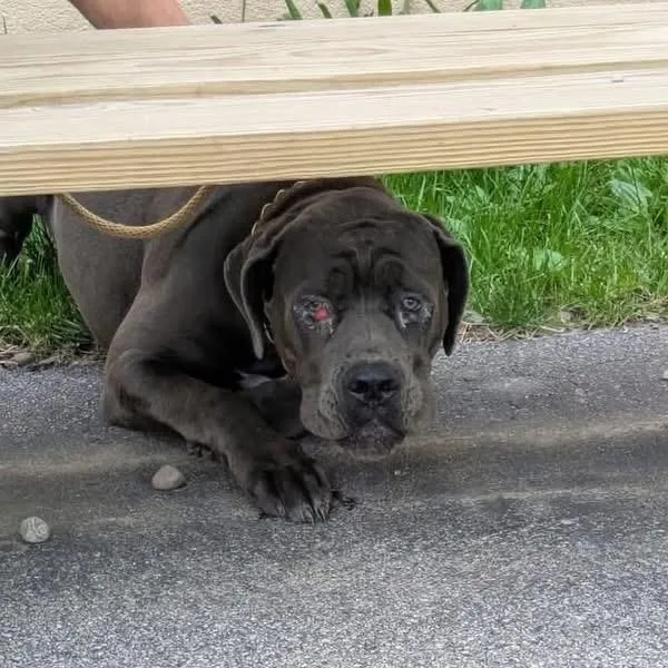 A young large-sized female Gray / Blue / Silver Mastiff dog named Juno for adoption in Buffalo, NY