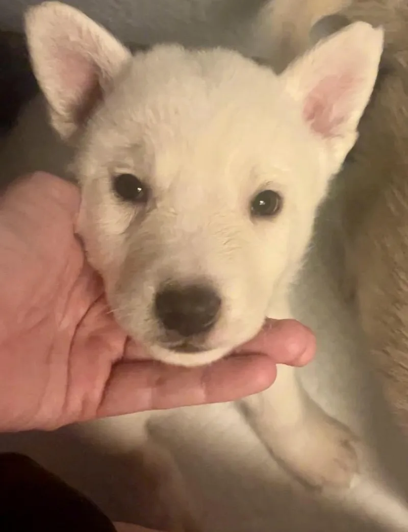 Lily thumbnail 2