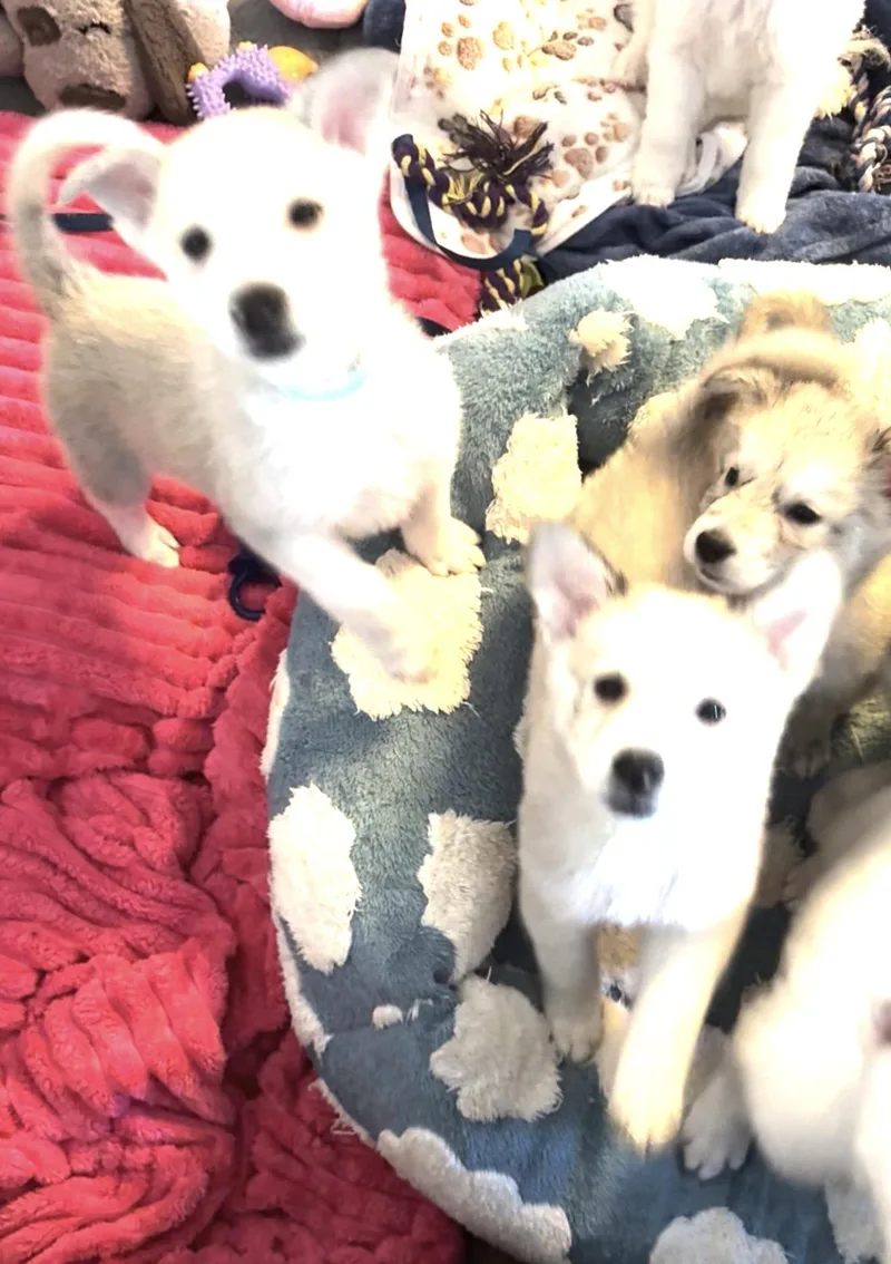 Lily thumbnail 3
