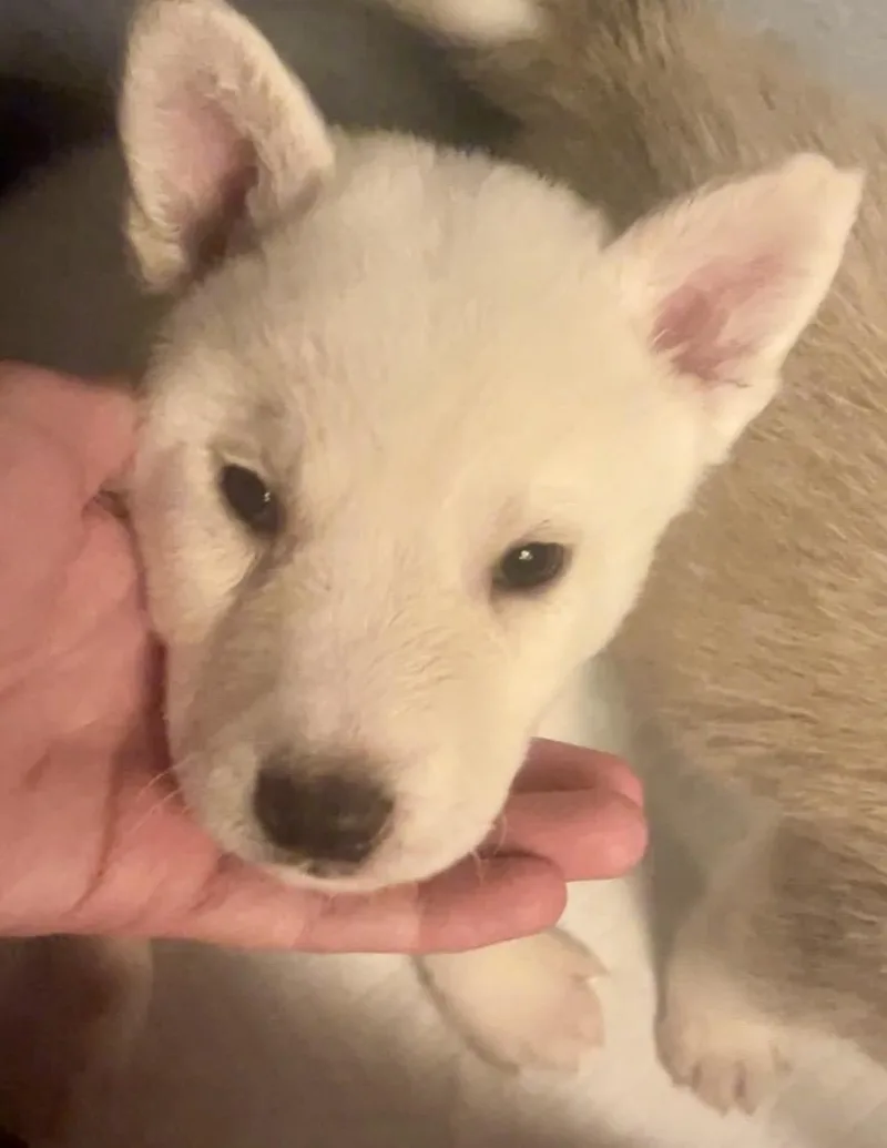 Lily thumbnail 6