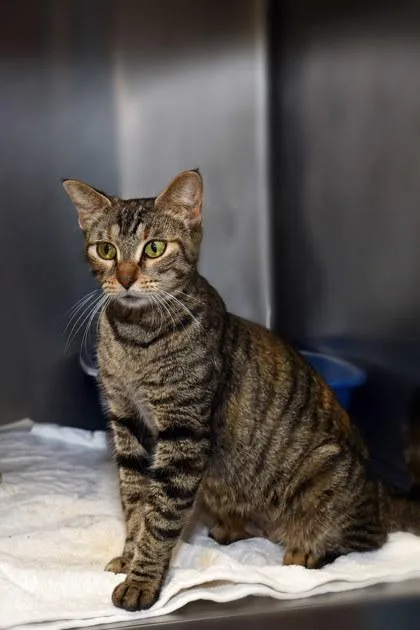 An adult medium-sized female Domestic Short Hair cat named Rosie for adoption in Baton Rouge, LA