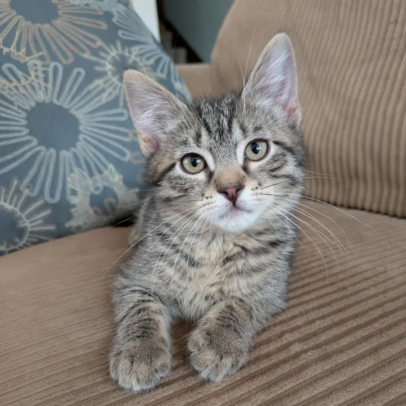 A baby medium-sized male Domestic Short Hair cat named Zander for adoption in Logan, UT