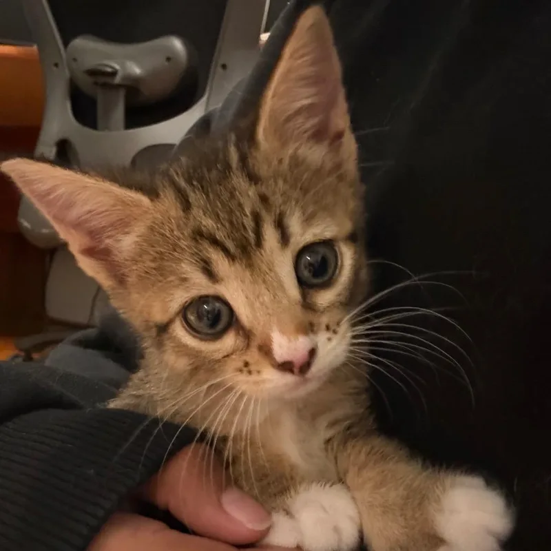 A baby small-sized female Brown / Chocolate Domestic Short Hair cat named Mango for adoption in Oakton, VA