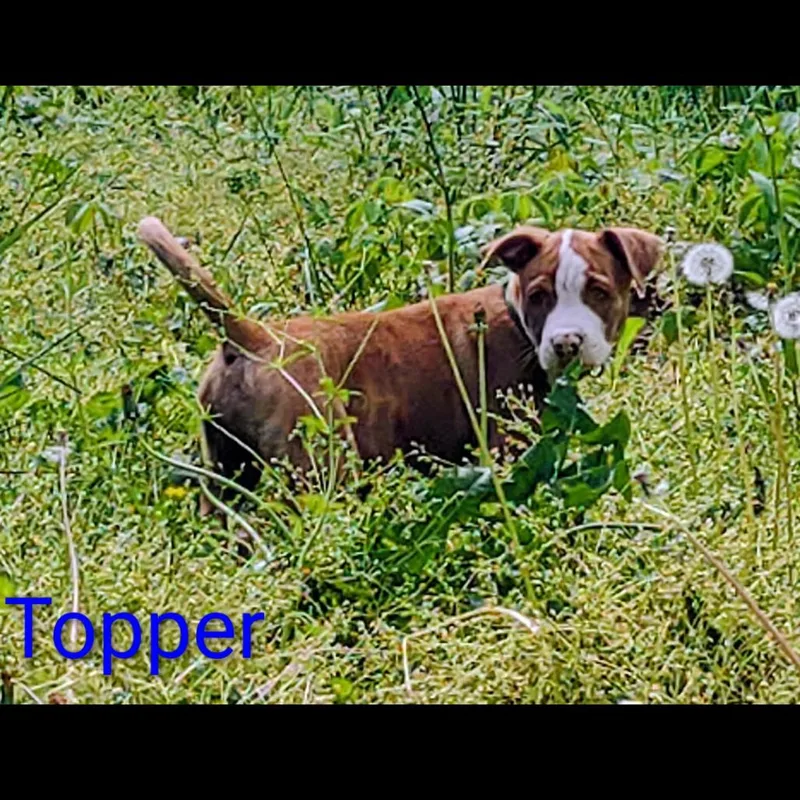 A baby medium-sized male Red / Chestnut / Orange Pit Bull Terrier dog named Topper for adoption in Centerville, TN