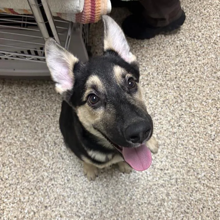 A baby medium-sized male German Shepherd Dog dog named Shadow for adoption in Tempe, AZ